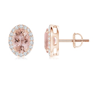 7x5mm AAA Oval Morganite Studs with Diamond Halo in Rose Gold