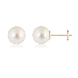 10mm AAAA Classic South Sea Pearl Solitaire Studs in 10K Rose Gold