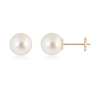 10mm AAAA Classic South Sea Pearl Solitaire Studs in Rose Gold