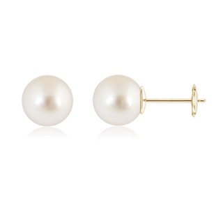 10mm AAAA Classic South Sea Pearl Solitaire Studs in Yellow Gold
