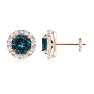 6mm AAA Claw-Set Teal Montana Sapphire and Diamond Halo Stud Earrings in Rose Gold