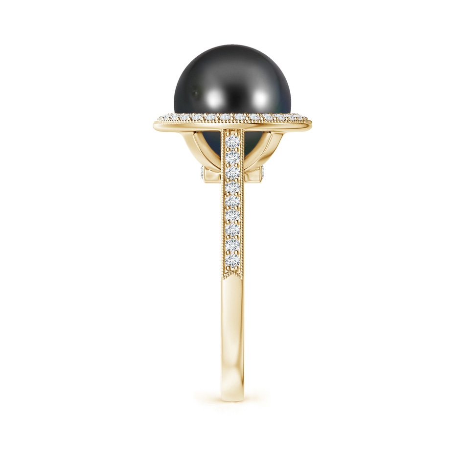 10mm AA Tahitian Pearl Halo Ring with Milgrain in Yellow Gold side 2